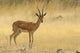 Chinkara wildlife poster print from Ranthambhor National Park by Jagdeep Rajput