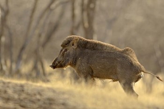 Wild Boar in Ranthambhor National Park Poster Print by Jagdeep Rajput