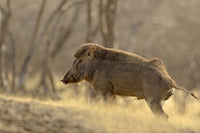 Wild Boar in Ranthambhor National Park Poster Print by Jagdeep Rajput