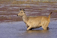 Sambar wildlife poster print featuring serene lake in Ranthambore National Park, India.