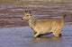 Sambar wildlife poster print featuring serene lake in Ranthambore National Park, India.