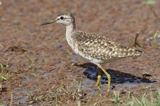 Green Sandpiper poster print showcasing stunning wildlife in Ranthambhor National Park, India.