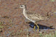 Green Sandpiper poster print showcasing stunning wildlife in Ranthambhor National Park, India.