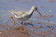 Redshank Bird Poster Print from Ranthambhor National Park, India by Jagdeep Rajput