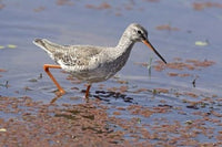 Redshank Bird Poster Print from Ranthambhor National Park, India by Jagdeep Rajput