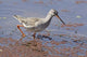 Redshank Bird Poster Print from Ranthambhor National Park, India by Jagdeep Rajput