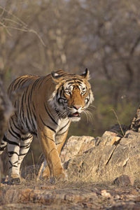Royal Bengal Tiger On The Move poster print showcasing the majestic tiger in Ranthambhor National Park, India.