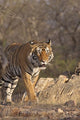 Royal Bengal Tiger On The Move poster print showcasing the majestic tiger in Ranthambhor National Park, India.