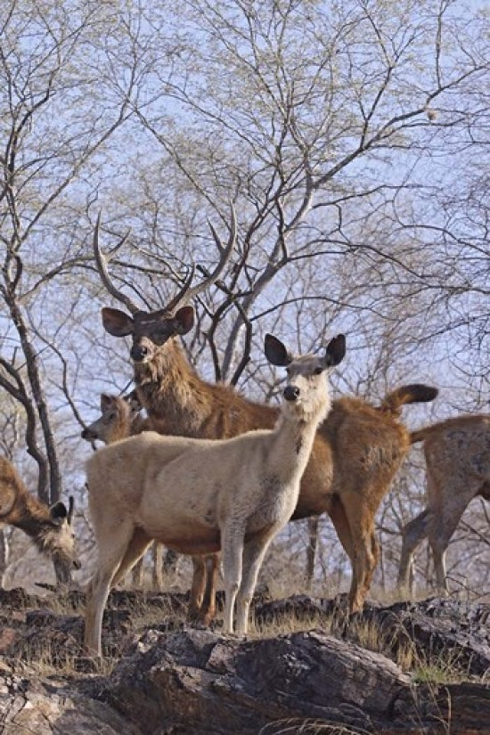 Alert Sambars at Ranthambhor National Park poster print by Jagdeep Rajput