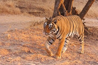 Royal Bengal Tiger Poster Print by Jagdeep Rajput - Animal Art