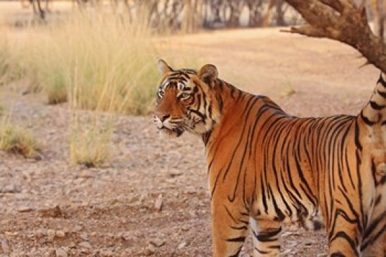 Royal Bengal Tiger Poster Print from Ranthambhor National Park, India by Jagdeep Rajput.