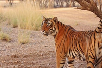 Royal Bengal Tiger Poster Print from Ranthambhor National Park, India by Jagdeep Rajput.
