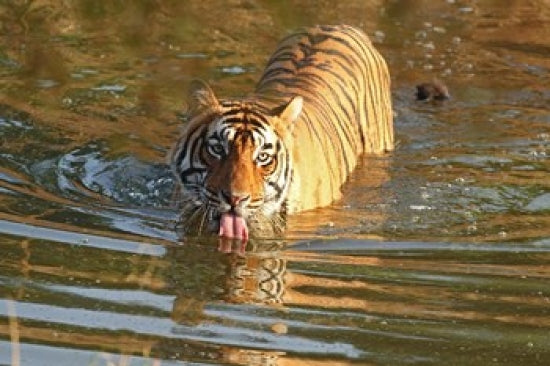 Royal Bengal Tiger in water at Ranthambhor National Park by Jagdeep Rajput.