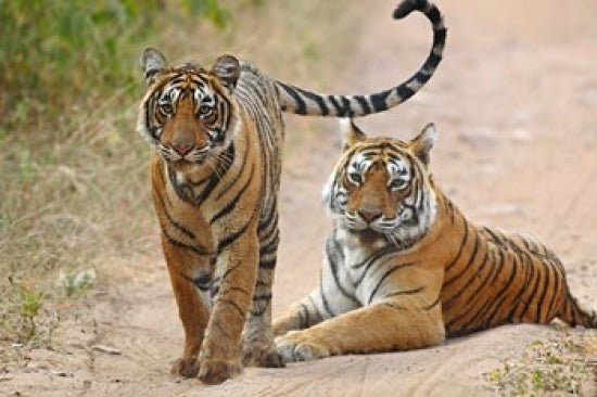 Royal Bengal Tigers in Ranthambhor National Park Poster Print