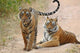 Royal Bengal Tigers in Ranthambhor National Park Poster Print