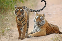 Poster print of a pair of Royal Bengal Tigers in Ranthambhor National Park, India.