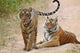 Poster print of a pair of Royal Bengal Tigers in Ranthambhor National Park, India.