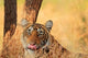Close-up of Royal Bengal Tiger in Ranthambhor National Park, India.