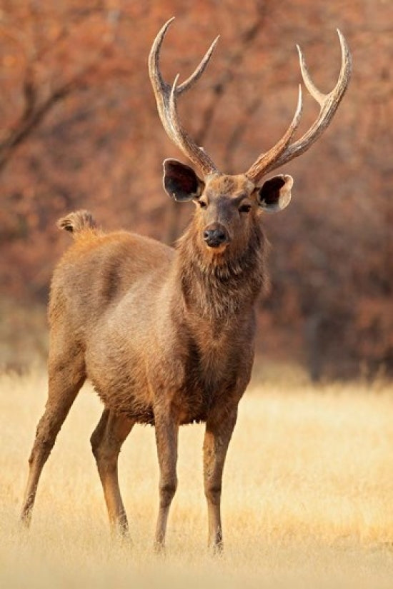 Sambar Stag in Dry Grassland at Ranthambhor National Park Poster Print.