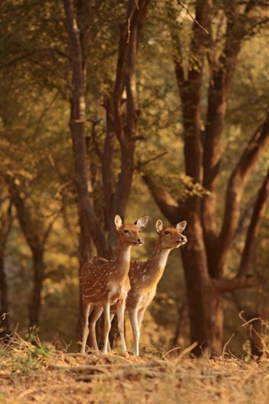 Spotted Deers Watching Tiger art print by Jagdeep Rajput featuring wildlife in Ranthambhor National Park, India.