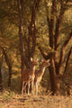 Spotted Deers Watching Tiger art print by Jagdeep Rajput featuring wildlife in Ranthambhor National Park, India.