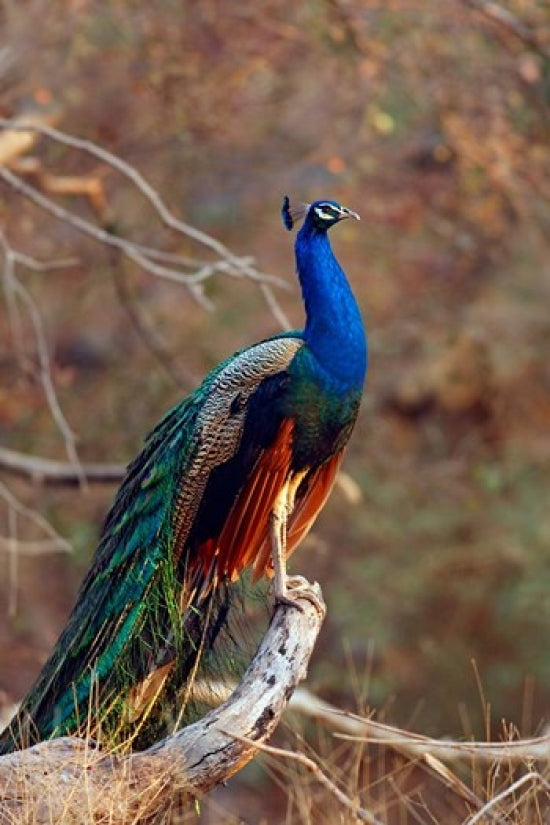Indian Peacock Poster Print from Ranthambhor National Park by Jagdeep Rajput