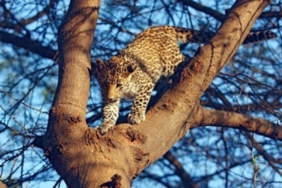 Leopard Poster Print from Ranthambhor National Park, India by Jagdeep Rajput
