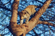 Leopard Poster Print from Ranthambhor National Park, India by Jagdeep Rajput