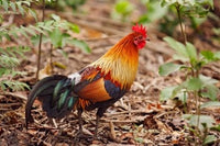 Red Jungle Fowl Poster Print from Corbett National Park, India by Jagdeep Rajput