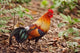 Red Jungle Fowl Poster Print from Corbett National Park, India by Jagdeep Rajput