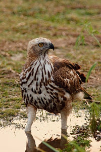 Changeable Hawk Eagle poster print from Corbett National Park, India.