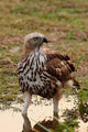 Changeable Hawk Eagle poster print from Corbett National Park, India.