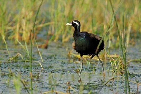Bronze-winged Jacana Bird Poster Print by Jagdeep Rajput capturing the beauty of nature.