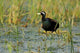 Bronze-winged Jacana Bird Poster Print by Jagdeep Rajput capturing the beauty of nature.