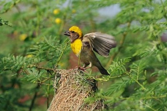 Baya Weaver Bird Poster Print by Jagdeep Rajput featuring vibrant colors and details.