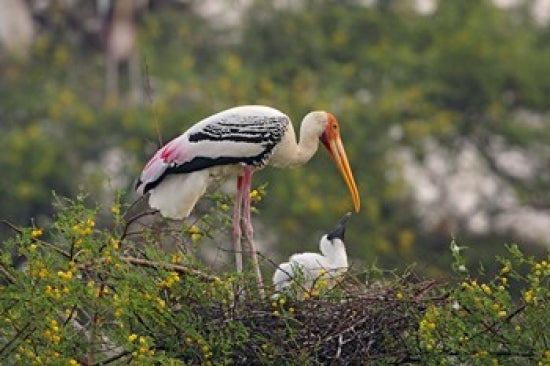 Painted Stork Birds Poster Print from Keoladeo National Park, India