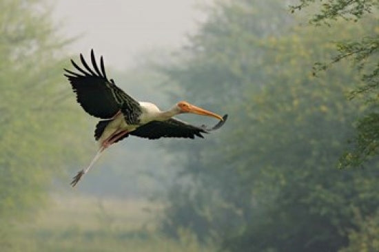 Painted Stork in Flight Poster Print by Jagdeep Rajput for nature lovers.