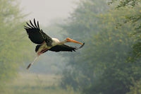 Painted Stork in Flight Poster Print by Jagdeep Rajput for nature lovers.
