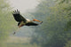Painted Stork in Flight Poster Print by Jagdeep Rajput for nature lovers.