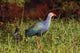 Purple Moorhen and young birds in Keoladeo National Park by Jagdeep Rajput.