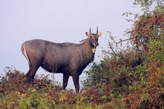 Bluebull Stag at Keoladeo National Park Art Print by Jagdeep Rajput