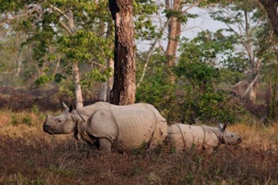 One-horned rhinoceros and young in Kaziranga National Park poster print by Jagdeep Rajput.