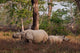 One-horned rhinoceros and young in Kaziranga National Park poster print by Jagdeep Rajput.