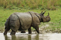 One-Horned Rhinoceros emerging from jungle pond at Kaziranga NP, India Poster Print
