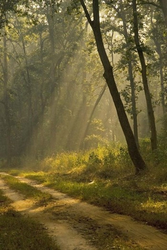 Morning Light at Kanha National Park poster print by Jan & Stoney Edwards