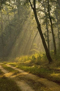 Morning Light at Kanha National Park poster print by Jan & Stoney Edwards