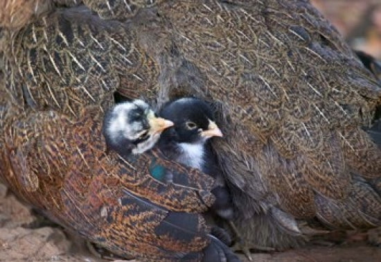 Mother hen guarding two little chicks fine art print by Keren Su.