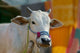 White Cows Farm Animal Poster Print by Keren Su capturing the beauty of rural India.