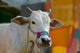 White Cows Poster Print - Farm Animal in Orissa, India by Keren Su