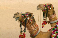 Decorated Camel in the Thar Desert poster print by Keren Su featuring vibrant colors and intricate details.